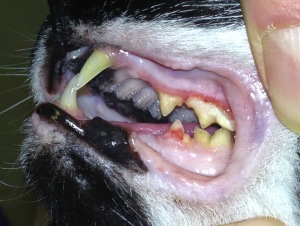 Cats and their teeth | The ramblings of an average ...